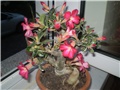 adenium